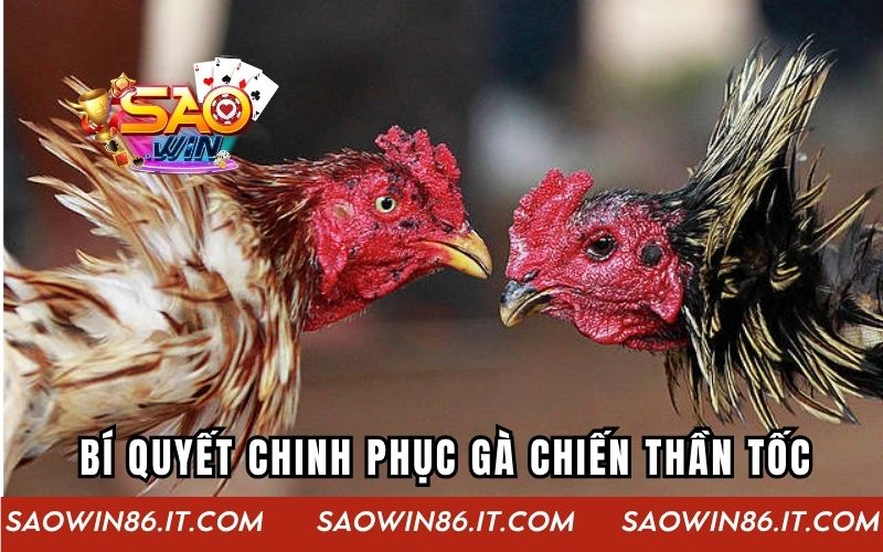 Bí quyết chinh phục gà chiến thần tốc hiệu quả như cao thủ