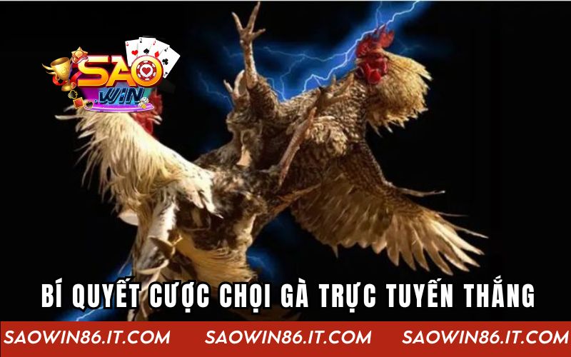 Bí quyết cược chọi gà trực tuyến thắng cho kê thủ