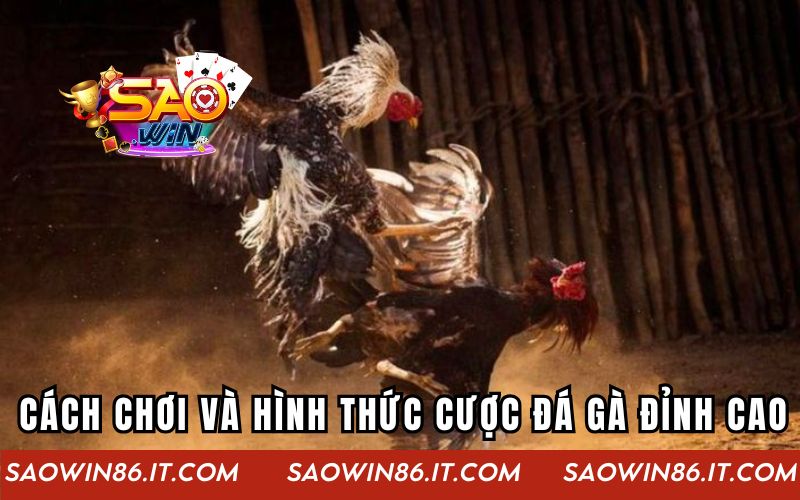 Cách chơi và hình thức cá cược đá gà đỉnh cao