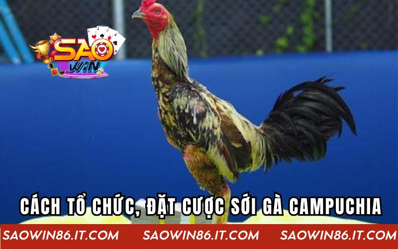 Cách tổ chức và đặt cược tại sới gà Campuchia