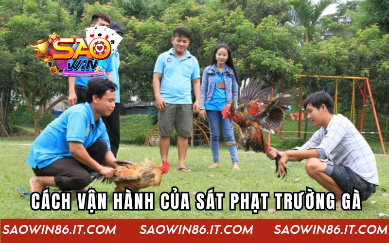 Cách vận hành thực sự của sát phạt trường gà