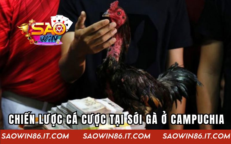 Chiến lược cá cược tại sới gà ở Campuchia