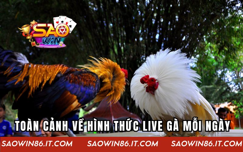 Toàn cảnh về hình thức live gà mỗi ngày
