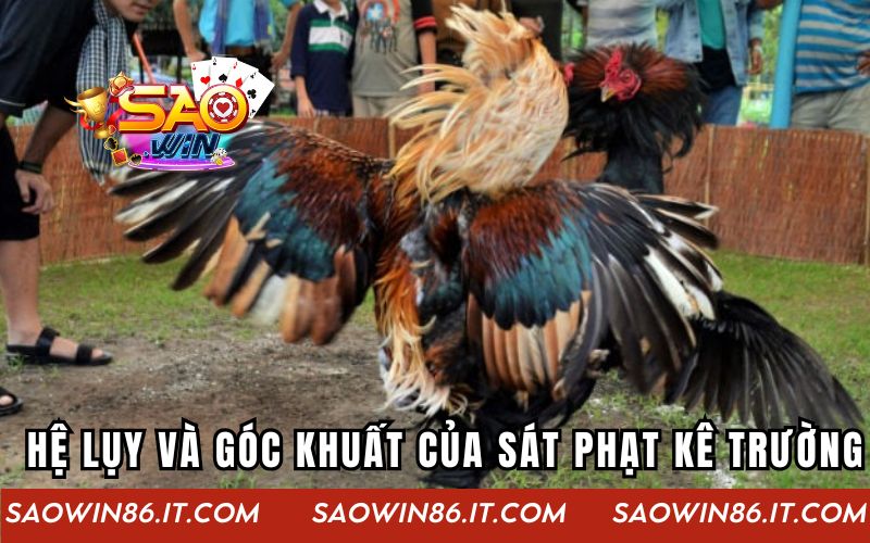 Những hệ lụy và góc khuất của sát phạt kê trường