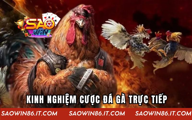 Kinh nghiệm cược đá gà trực tiếp
