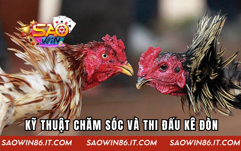 Kỹ thuật chăm sóc và thi đấu kê đòn