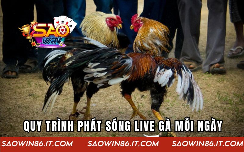 Quy trình phát sóng live gà mỗi ngày