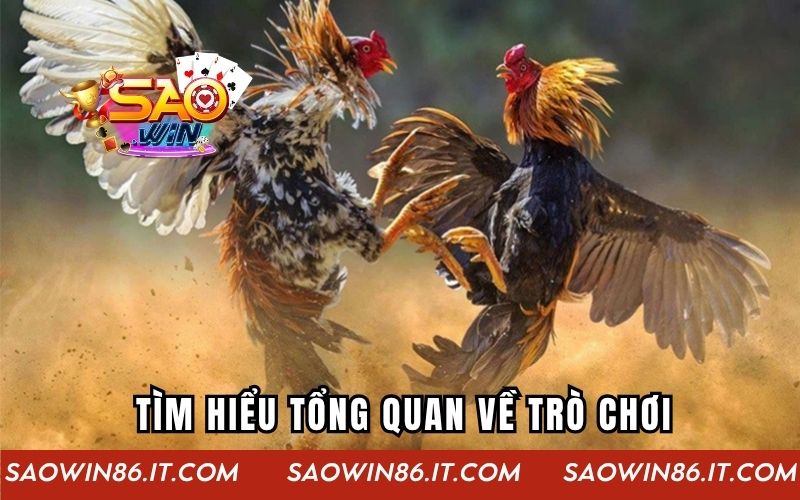 Tìm hiểu tổng quan về trò chơi hấp dẫn gà chiến thần tốc