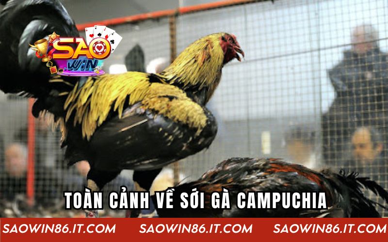 Toàn cảnh về sới gà Campuchia