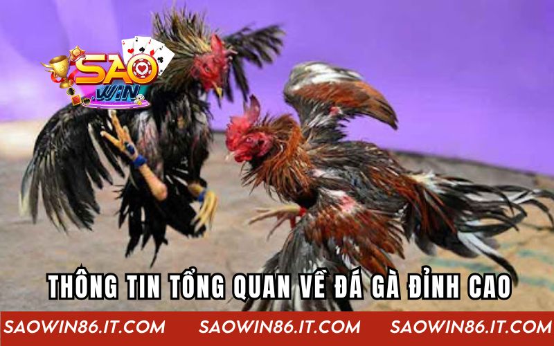 Thông tin tổng quan về đá gà đỉnh cao