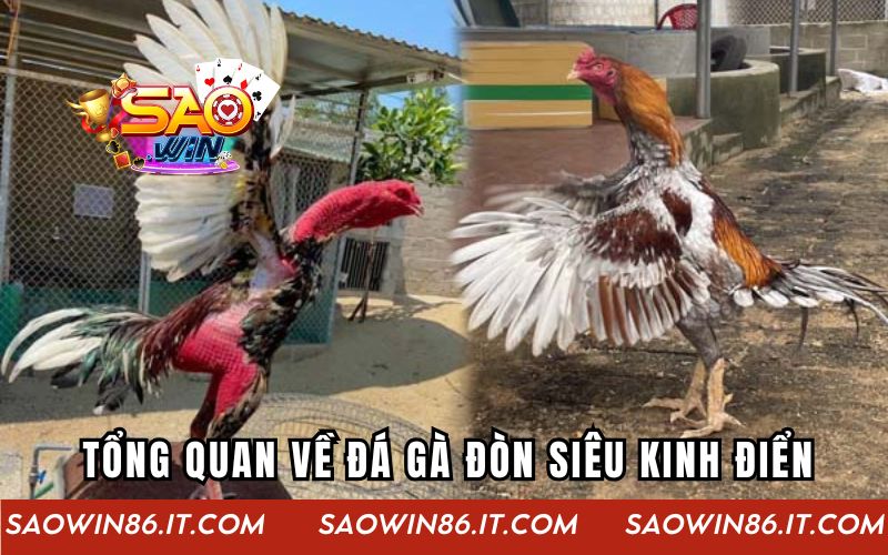 Tổng quan về loại hình đá gà đòn siêu kinh điển