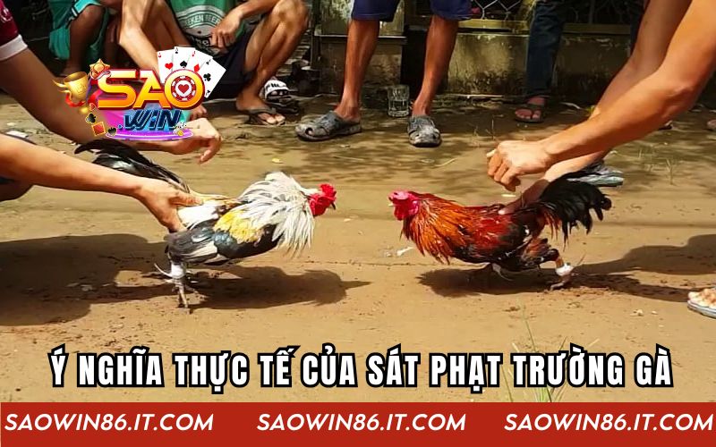 Ý nghĩa thực tế của sát phạt trường gà
