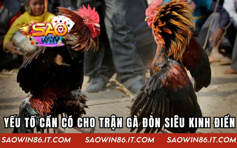 Những yếu tố cần có cho trận gà đòn siêu kinh điển
